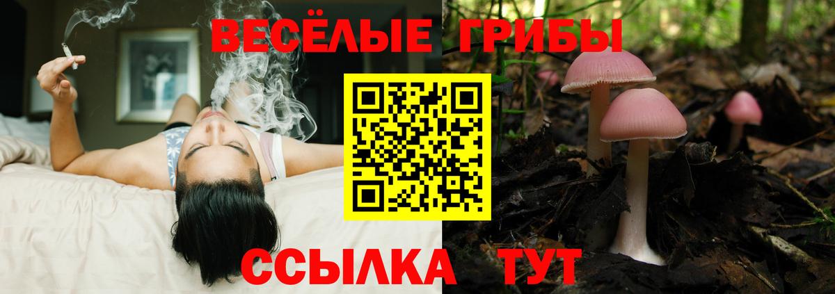 Галлюциногенные грибы Psilocybe Красноуфимск